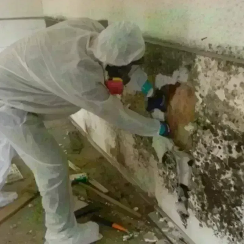 Mold Remediation and Removal in Lake Kiowa, TX